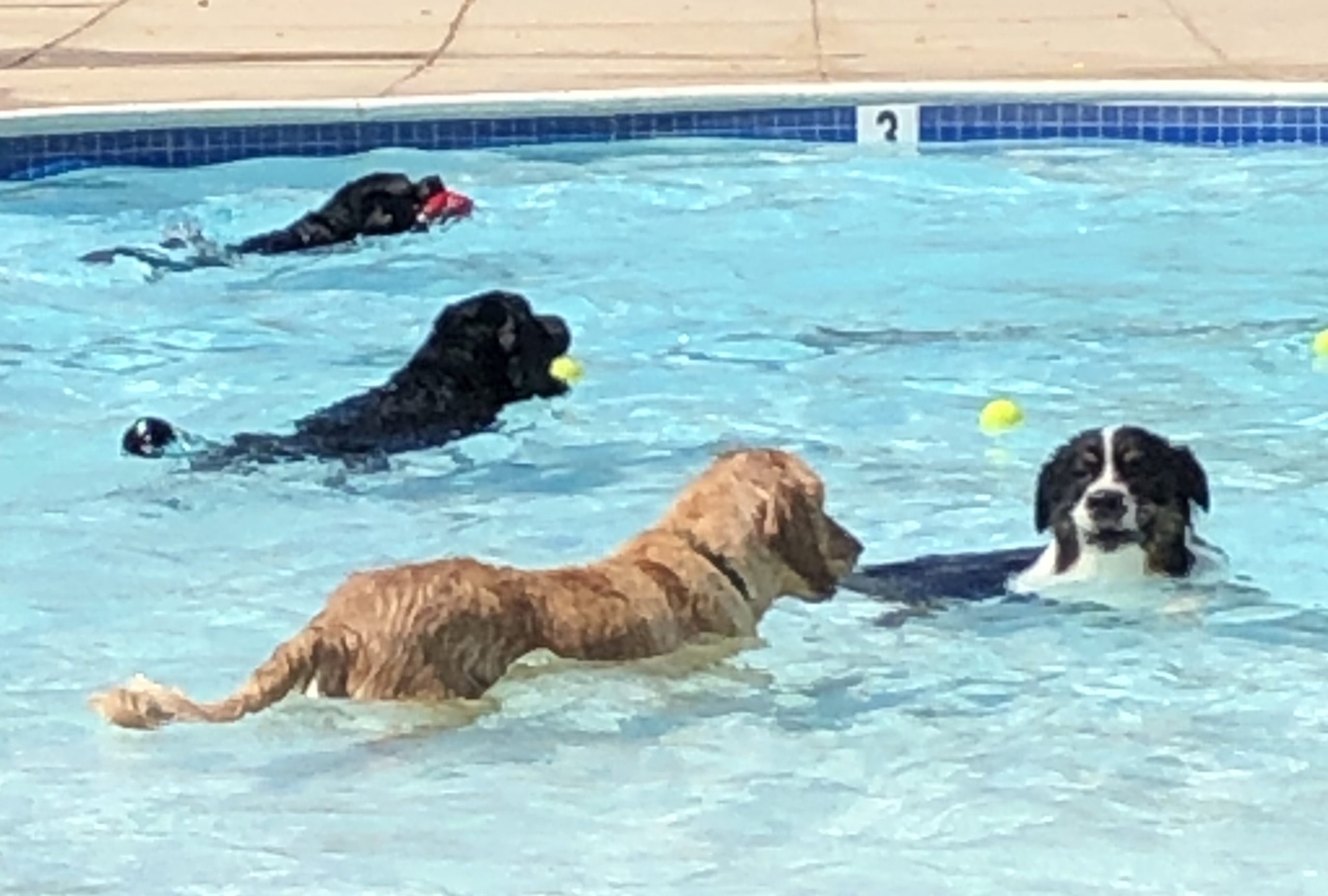 dog day pool