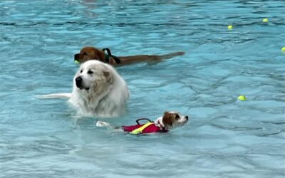 2024 Dog Swim