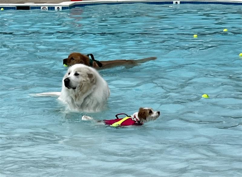 2024 Dog Swim